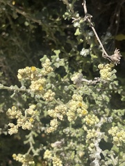 Helichrysum patulum