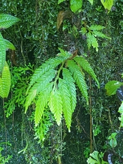 Selaginella stipulata
