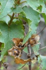 Cistus populifolius