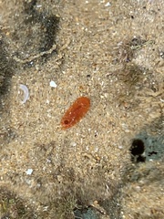 Rostanga arbutus