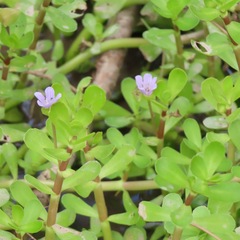Bacopa