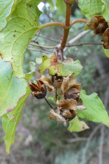 Cistus populifolius