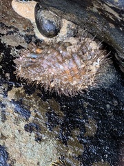 Monoplex parthenopeus