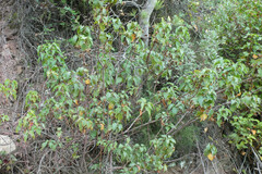 Cistus populifolius