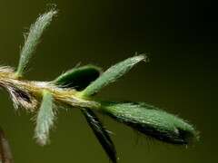 Pimelea mesoa macra