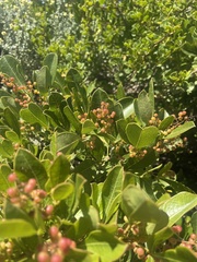 Searsia laevigata