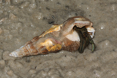 Clibanarius taeniatus