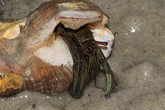 Clibanarius taeniatus