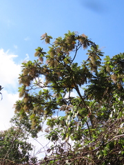 Bocconia frutescens