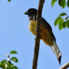 Trogon citreolus