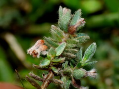 Pimelea mesoa macra
