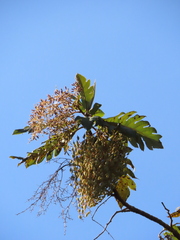 Bocconia frutescens