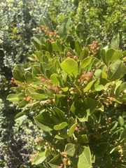 Searsia laevigata