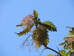 Bocconia frutescens