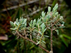 Pimelea mesoa macra