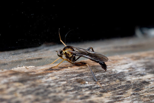 Vermileonomorpha