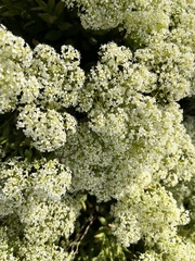 Lepidium draba