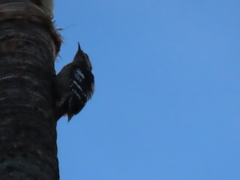 Yungipicus canicapillus