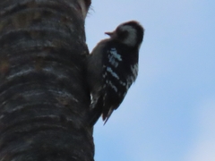 Yungipicus canicapillus