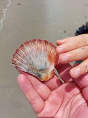 Pecten fumatus