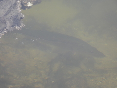 Centropomus undecimalis