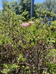 Ozothamnus leptophyllus