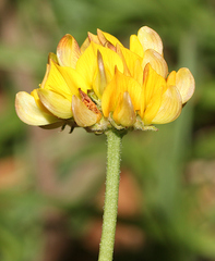 Listia bainesii