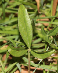 Listia bainesii