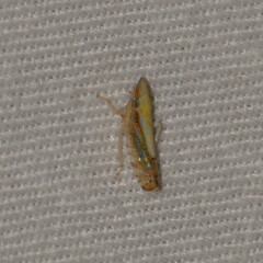 Scaphytopius elegans