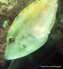 Meuschenia trachylepis
