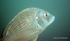 Acanthopagrus australis