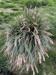Poa flabellata