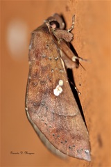 Hapigia simplex