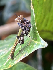 Callibia diana