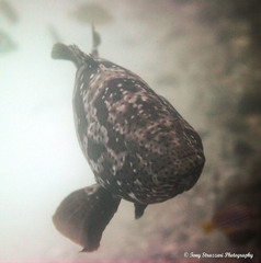 Epinephelus malabaricus