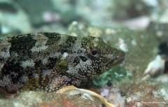 Chironemus marmoratus