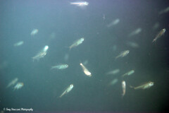 Ambassis jacksoniensis