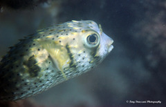 Dicotylichthys punctulatus