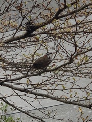 Pomatorhinus musicus