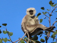 Semnopithecus schistaceus