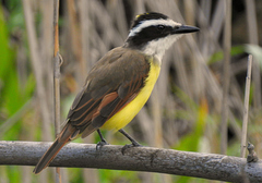 Great Kiskadee photo 2
