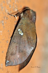 Hapigia simplex