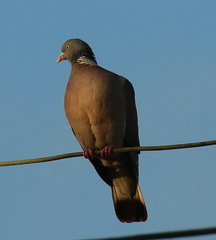 Columba palumbus