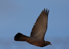 Columba palumbus