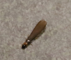 Kalotermes flavicollis