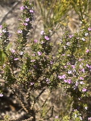 Muraltia satureioides