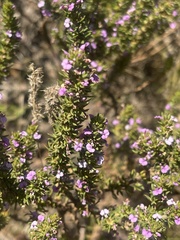 Muraltia satureioides