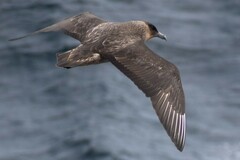 Stercorarius chilensis