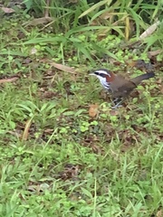 Pomatorhinus musicus