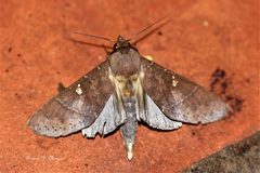 Hapigia simplex